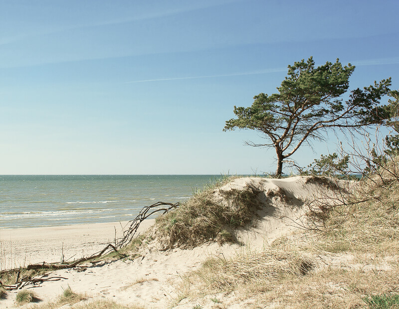Tree on the coast of Rügen